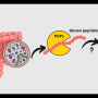 Potential therapeutics for celiac disease could lie in our gut