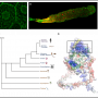 Tracing the origins of a key enzyme in multicellularity