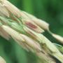 A CLASSY protein helps rice seeds develop properly