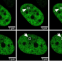 Why genomic architectural landmarks become mutational hotspots in cancer