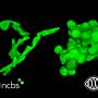 Shape Rules Bacterial Growth in 3D