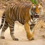 Two Decades of Tiger Conservation in India: Hope for global megafauna recovery