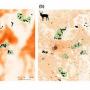 Times Of India: NCBS study shows land use changes and roads threaten genetic connectivity of large herbivores