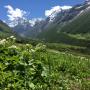 How Himalayan plants adapt to life on the edge