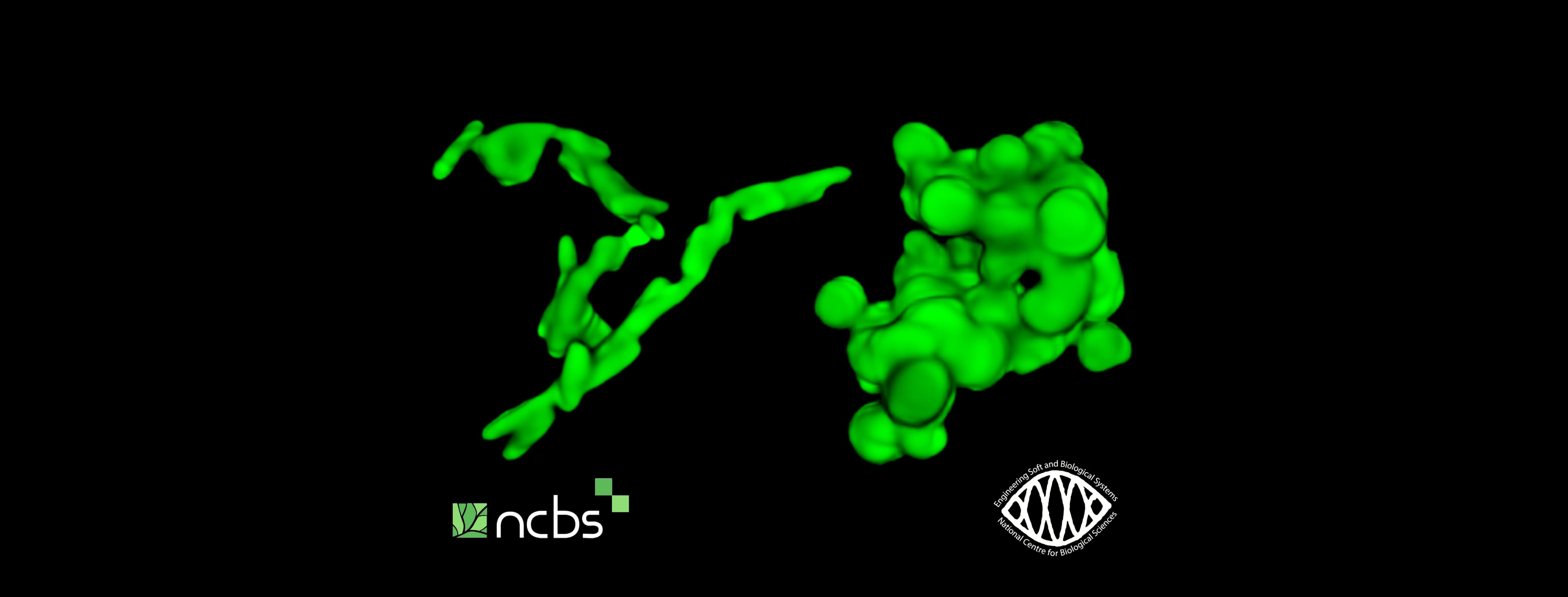 Shape Rules Bacterial Growth in 3D