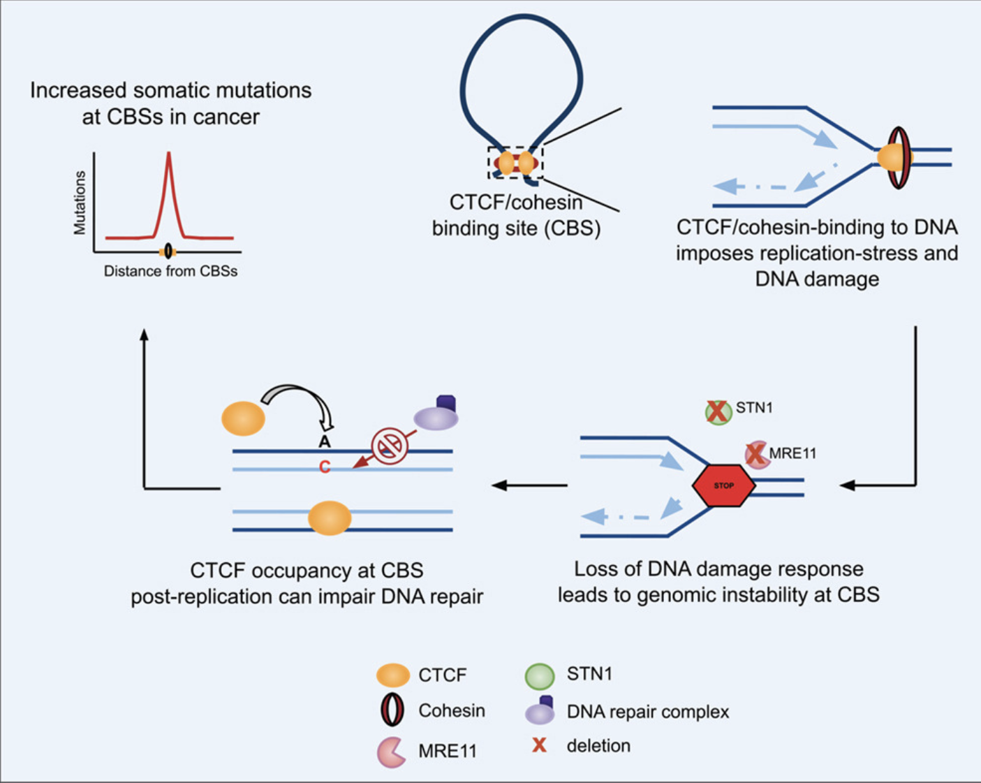 Schematic overview of the study