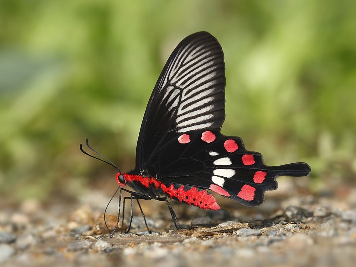 The Common Rose (Pachliopta aristolochiae) is a bright, warningly patterned toxic butterfly that most predators learn to avoid eating. Photo: Krushnamegh Kunte.